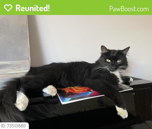 Reunited Male Cat last seen Leamington spa tennis club, Royal Leamington Spa, England CV32 6PA