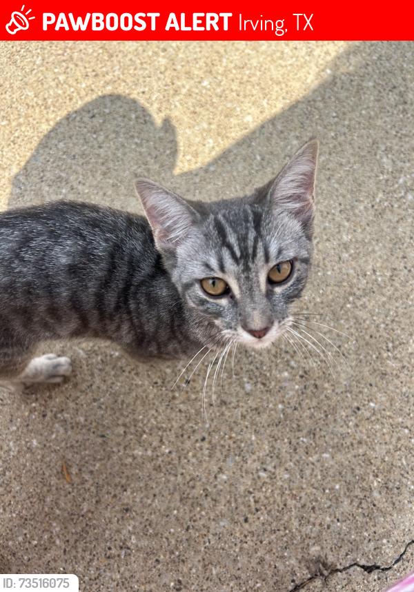 Lost Male Cat last seen Cul de sac, Irving, TX 75060