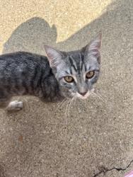 Lost Male Cat last seen Cul de sac, Irving, TX 75060