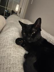 Lost Female Cat last seen Little River Turnpike, Annandale, VA 22003