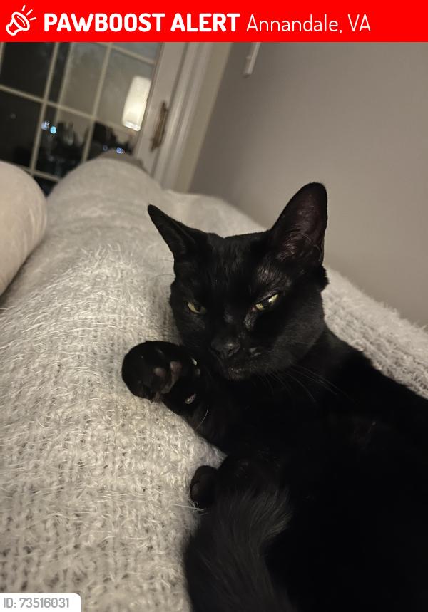 Lost Female Cat last seen Little River Turnpike, Annandale, VA 22003