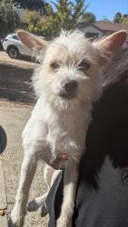 Found/Stray Male Dog last seen Danube Drive and Dowie Place, Arden-Arcade, CA 95821
