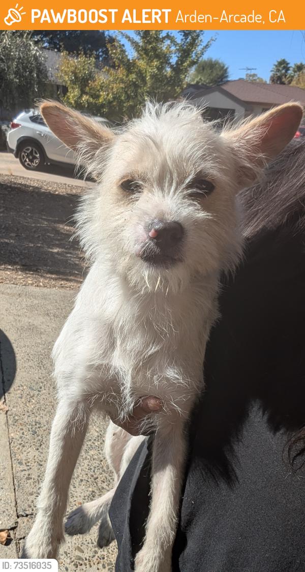 Found/Stray Male Dog last seen Danube Drive and Dowie Place, Arden-Arcade, CA 95821