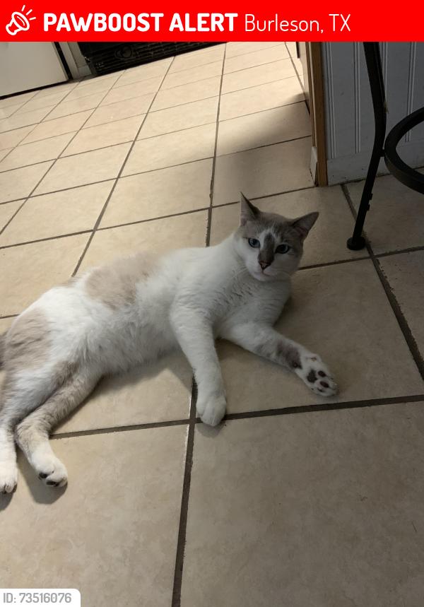 Lost Male Cat last seen Taylor elementary school, Burleson, TX 76028