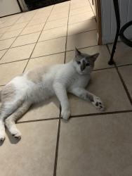 Lost Male Cat last seen Taylor elementary school, Burleson, TX 76028