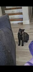 Reunited Female Cat last seen Blakeslee Street and Douglas, Kalamazoo, MI 49006