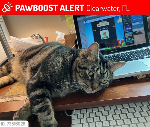 Lost Male Cat last seen Highland and Pinebrook, Clearwater, FL 33755