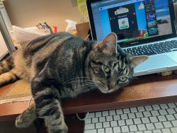Lost Male Cat last seen Highland and Pinebrook, Clearwater, FL 33755