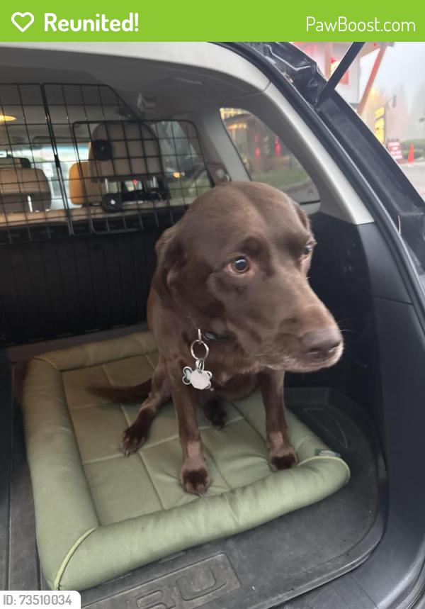 Reunited Female Dog last seen 122nd and 85th, Kirkland, WA 98033
