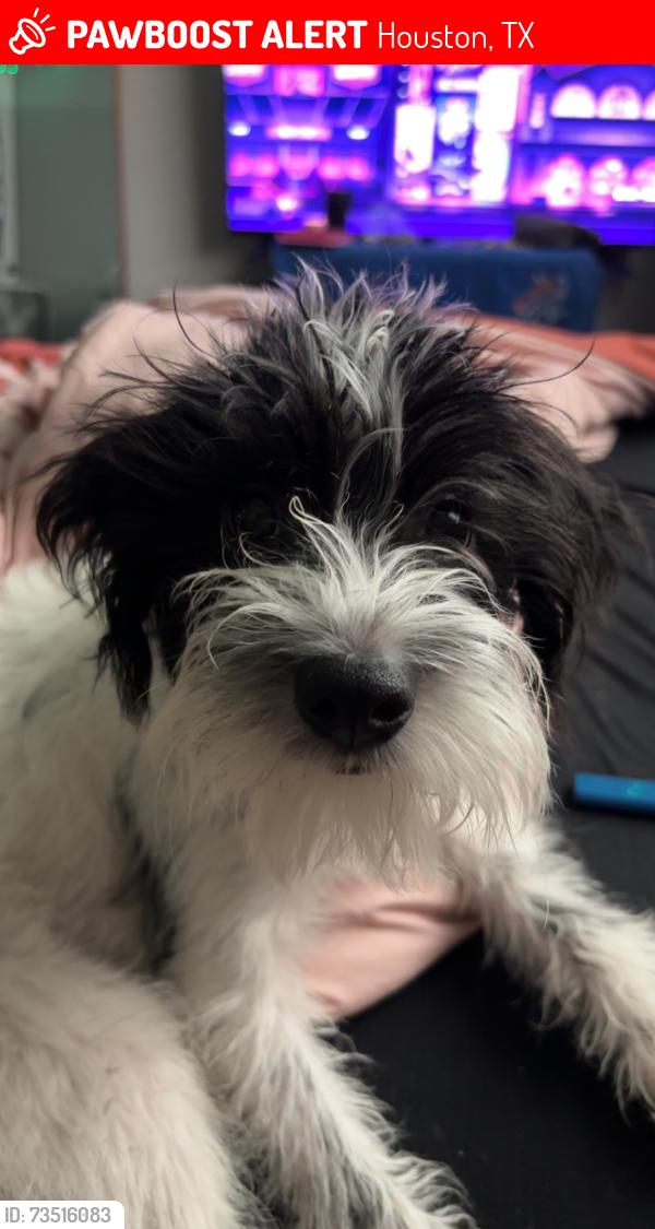 Lost Male Dog last seen Scott st, Houston, TX 77021