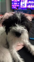 Lost Male Dog last seen Scott st, Houston, TX 77021