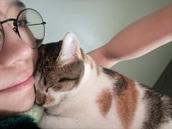 Reunited Female Cat last seen Thompson Lane, Murfreesboro, TN 37129