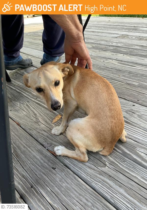 Found/Stray Male Dog last seen Near West Westwood, High Point, NC 27262