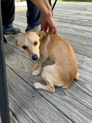 Found/Stray Male Dog last seen Near West Westwood, High Point, NC 27262