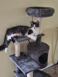 Lost Female Cat last seen Carolina Grove Ln Houston TX 77073, Houston, TX 77073