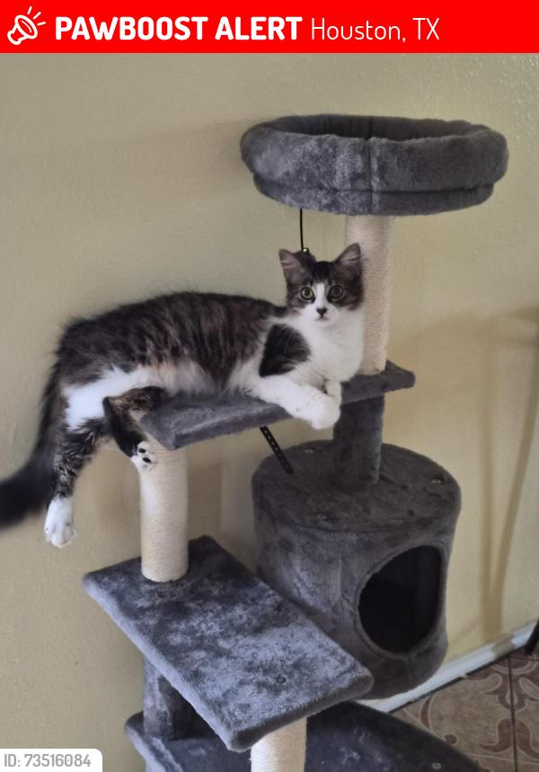Lost Female Cat last seen Carolina Grove Ln Houston TX 77073, Houston, TX 77073