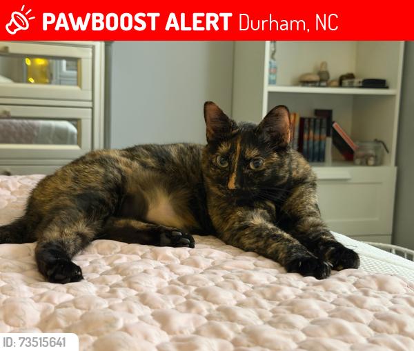 Lost Female Cat last seen In Magnolia Place subdivision on Carnation Dr between Mayflower Ct & Oleander Dr. Holloman Rd (not part of the subdivision) is behind the owners backyard., Durham, NC 27703
