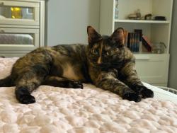 Lost Female Cat last seen In Magnolia Place subdivision on Carnation Dr between Mayflower Ct & Oleander Dr. Holloman Rd (not part of the subdivision) is behind the owners backyard., Durham, NC 27703