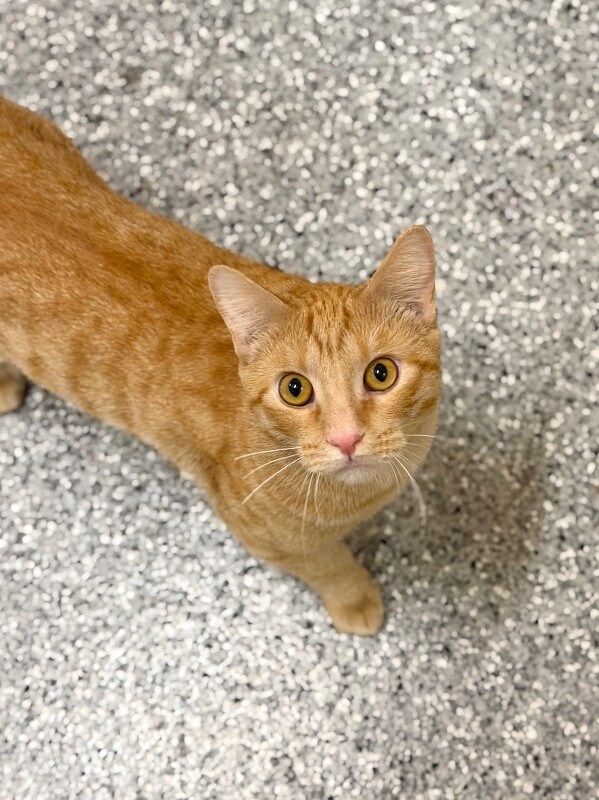 Shelter Stray Male Cat last seen Near W 1100 N, North Salt Lake, UT 84054, USA, 1422 E 600 N, Fruit Heights, UT 84037, USA