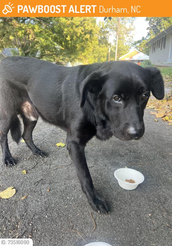 Found/Stray Male Dog last seen Gearwood and Lee, Durham, NC 27701