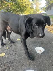 Found/Stray Male Dog last seen Gearwood and Lee, Durham, NC 27701