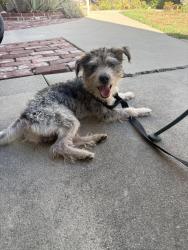 Found/Stray Unknown Dog last seen 4th and Ohio, Long Beach, CA 90814