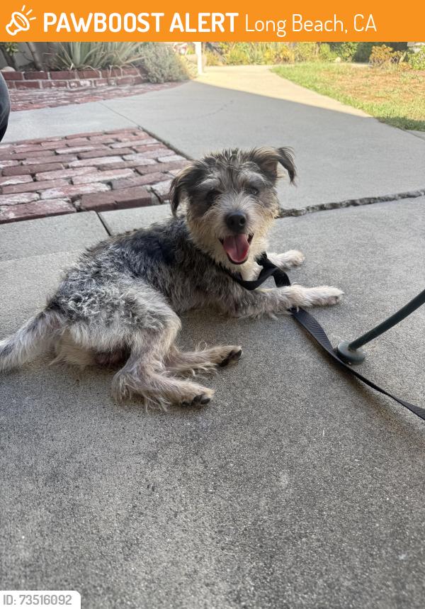 Found/Stray Unknown Dog last seen 4th and Ohio, Long Beach, CA 90814