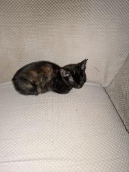Reunited Female Cat last seen Nw95tl, Greater London, England NW9 5TL