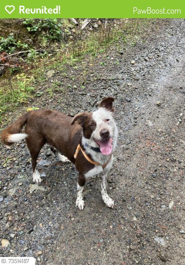 Reunited Male Dog last seen Holly and chestnut, Maple Falls, WA 98266