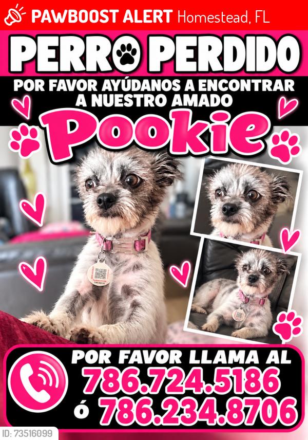 Lost Female Dog last seen Not known, Homestead, FL 33033