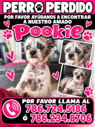 Lost Female Dog last seen Not known, Homestead, FL 33033
