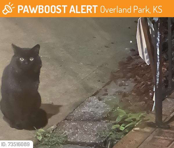 Found/Stray Unknown Cat last seen Oak Park mall, Oak Park subdivision Quivira, I-435, Overland Park, KS 66214