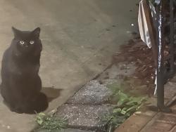 Found/Stray Unknown Cat last seen Oak Park mall, Oak Park subdivision Quivira, I-435, Overland Park, KS 66214