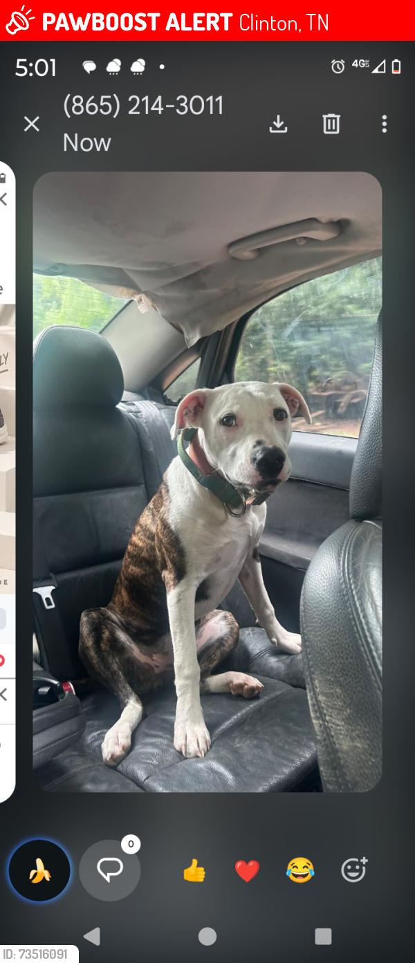 Lost Female Dog last seen Carroll hollow road Clinton tn, Clinton, TN 37716