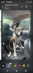 Lost Female Dog last seen Carroll hollow road Clinton tn, Clinton, TN 37716