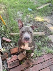 Found/Stray Male Dog last seen VASA Fitness, Oklahoma City, OK 73112