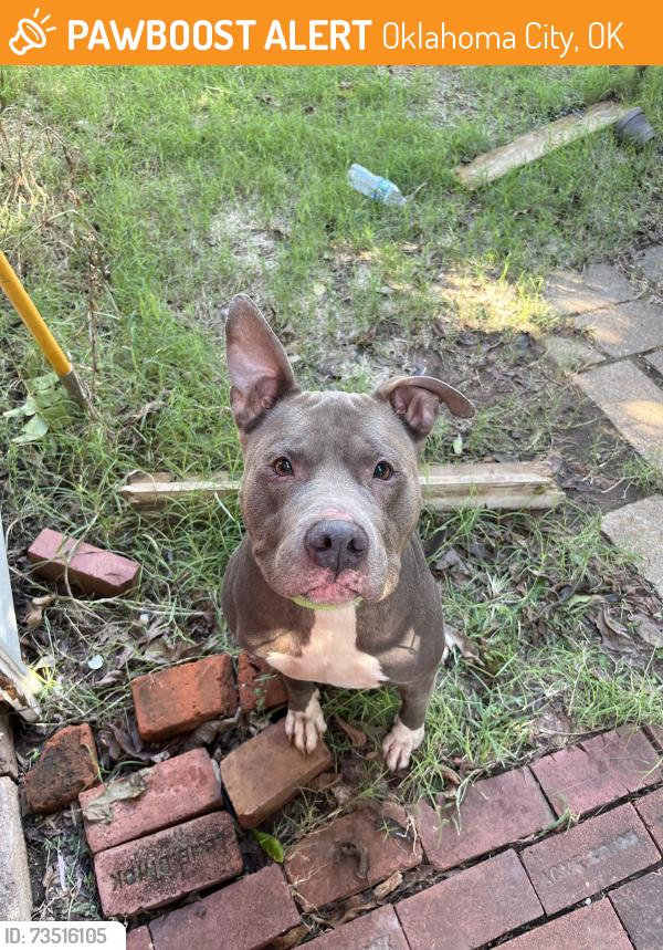 Found/Stray Male Dog last seen VASA Fitness, Oklahoma City, OK 73112