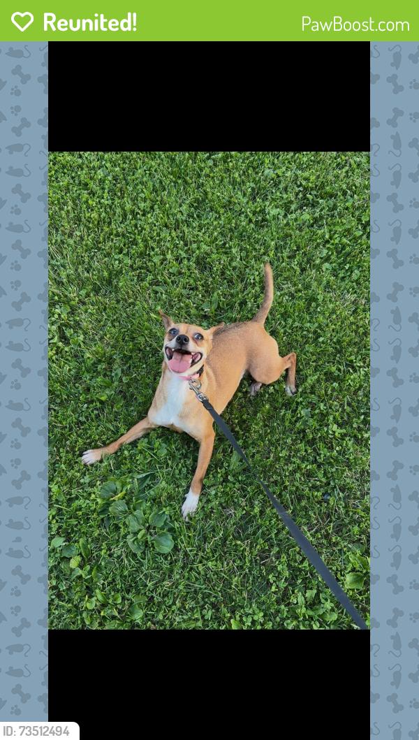 Reunited Female Dog last seen Near county mm, Fitchburg, WI 53711