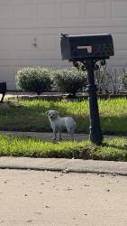 Found/Stray Unknown Dog last seen Bear Meadow Ln, Villages Of Bear Creek, TX 77449