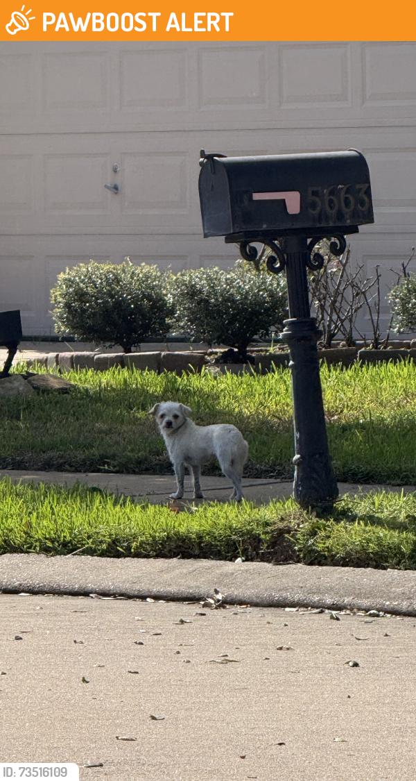 Found/Stray Unknown Dog last seen Bear Meadow Ln, Villages Of Bear Creek, TX 77449