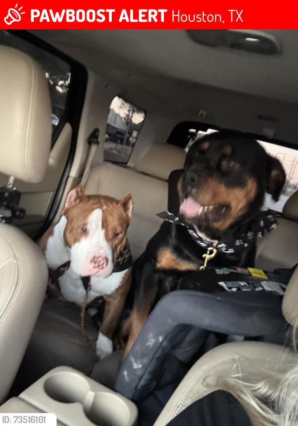 Lost Female Dog last seen Clay and stacy, Houston, TX 77084