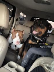 Lost Female Dog last seen Clay and stacy, Houston, TX 77084