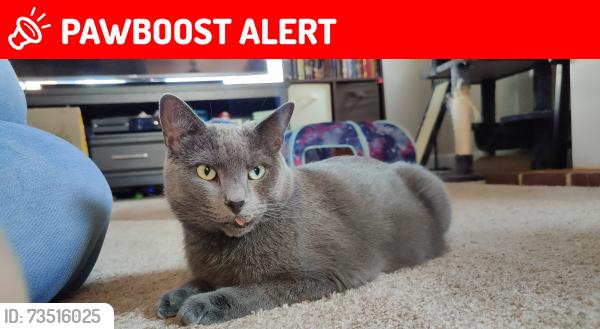 Lost Male Cat last seen Etna Furnace Road in Williamsburg PA, Catharine Township, PA 16693