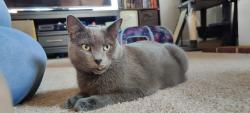 Lost Male Cat last seen Etna Furnace Road in Williamsburg PA, Catharine Township, PA 16693