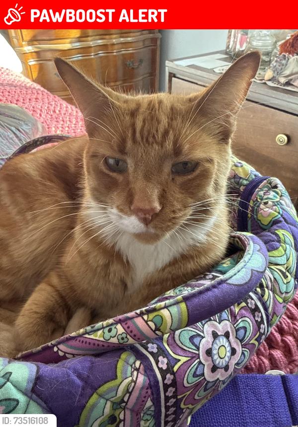 Lost Male Cat last seen Lunar Park, Colorado Springs, CO 80909