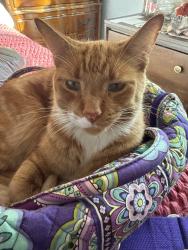 Lost Male Cat last seen Lunar Park, Colorado Springs, CO 80909
