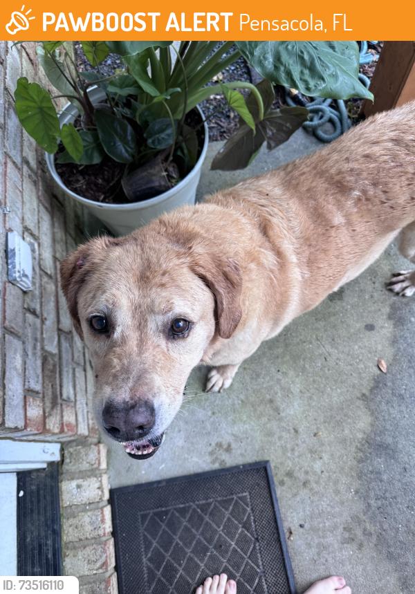 Found/Stray Unknown Dog last seen Windstone & Neshota, Pensacola, FL 32526