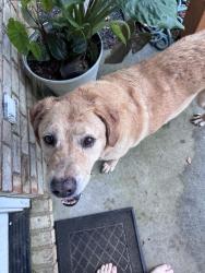 Found/Stray Unknown Dog last seen Windstone & Neshota, Pensacola, FL 32526