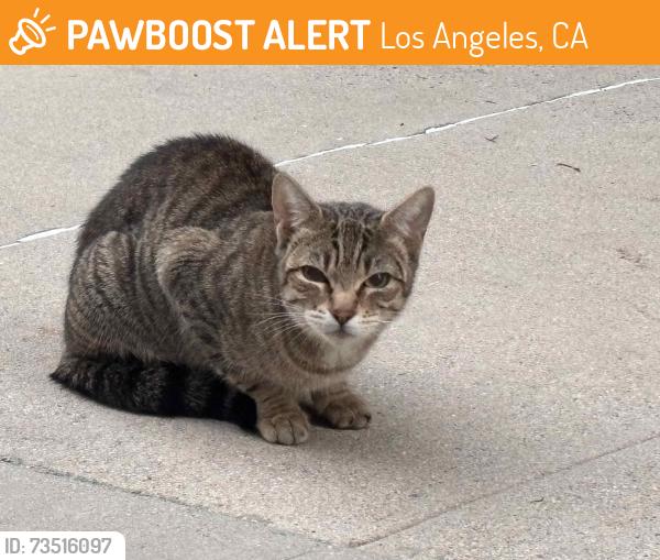 Found/Stray Female Cat last seen On Enfield Ave, south of Ventura between White Oak and Lindley, Los Angeles, CA 91316
