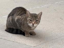 Found/Stray Female Cat last seen On Enfield Ave, south of Ventura between White Oak and Lindley, Los Angeles, CA 91316